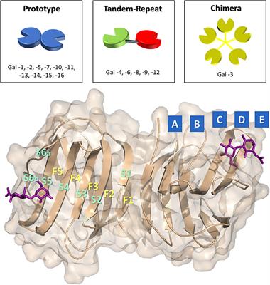 Targeting Galectins With Glycomimetics